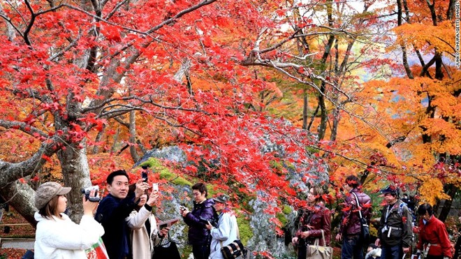 Nhiều du khách đổ đến ngôi đền Hogonin ở Kyoto để chiêm ngưỡng mùa thu lãng mạn khi cây cối chuyển màu.